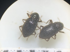 Heterelmis glabra