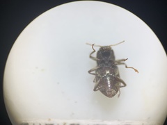 Heterelmis glabra