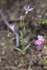 Clarkia modesta