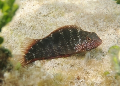 Malacoctenus macropus