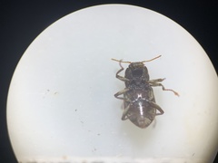 Heterelmis glabra