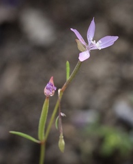 Clarkia modesta