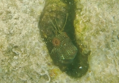 Parablennius marmoreus