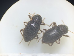 Heterelmis glabra