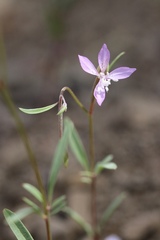 Clarkia modesta