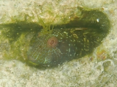 Parablennius marmoreus