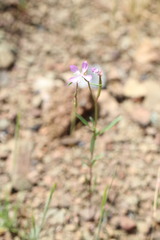 Clarkia modesta