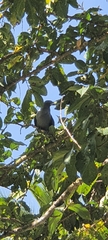 Ducula galeata