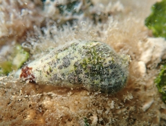 Image of Cerithium litteratum