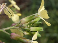 Coincya monensis cheiranthos