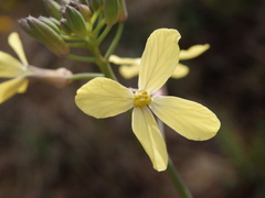 Coincya monensis cheiranthos