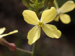 Coincya monensis cheiranthos