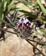 Trifolium dichotomum