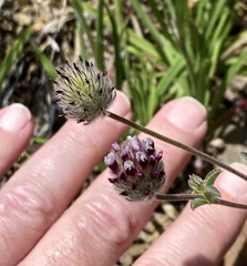 Trifolium dichotomum