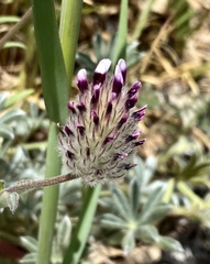 Trifolium dichotomum
