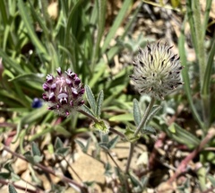Trifolium dichotomum