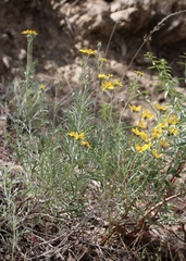 Eriophyllum jepsonii