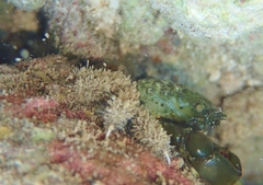 Mithraculus sculptus