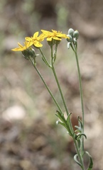 Eriophyllum jepsonii
