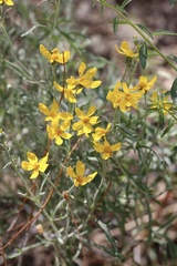 Eriophyllum jepsonii