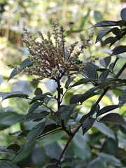 Millettia