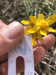 Eriophyllum jepsonii