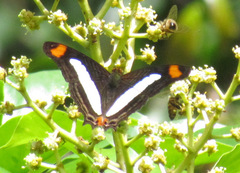 Adelpha abyla