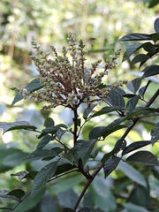 Millettia