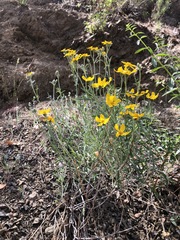 Eriophyllum jepsonii