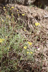 Eriophyllum jepsonii