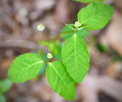 Euphorbia mercurialina