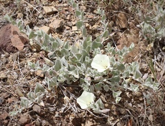 Calystegia malacophylla pedicellata