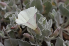 Calystegia malacophylla pedicellata