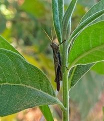 Orthoptera