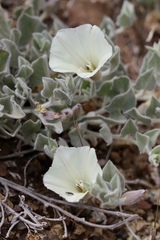 Calystegia malacophylla pedicellata