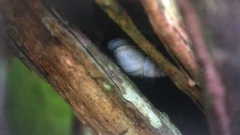 Orthalicus maracaibensis