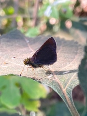 Lepidoptera