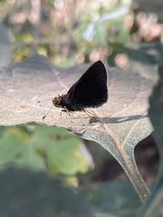 Lepidoptera
