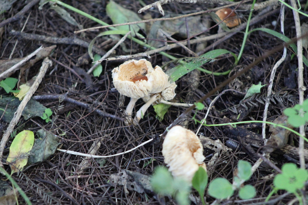 Leucoagaricus rubrotinctoides · April 2021 · photo: © demianlescano (iNaturalist, cc0)