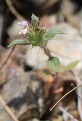 Acanthomintha lanceolata