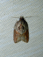 Acleris inana