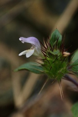Acanthomintha lanceolata