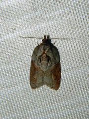 Acleris inana