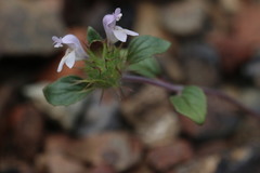 Acanthomintha lanceolata