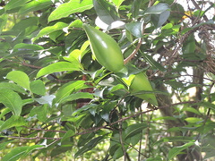 Strophanthus divaricatus