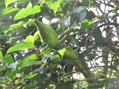 Strophanthus divaricatus