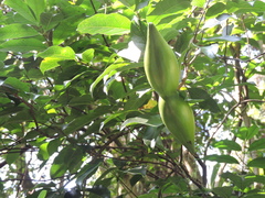 Strophanthus divaricatus