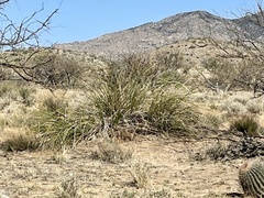 Nolina microcarpa