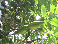 Strophanthus divaricatus