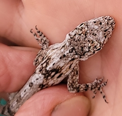Anolis pentaprion